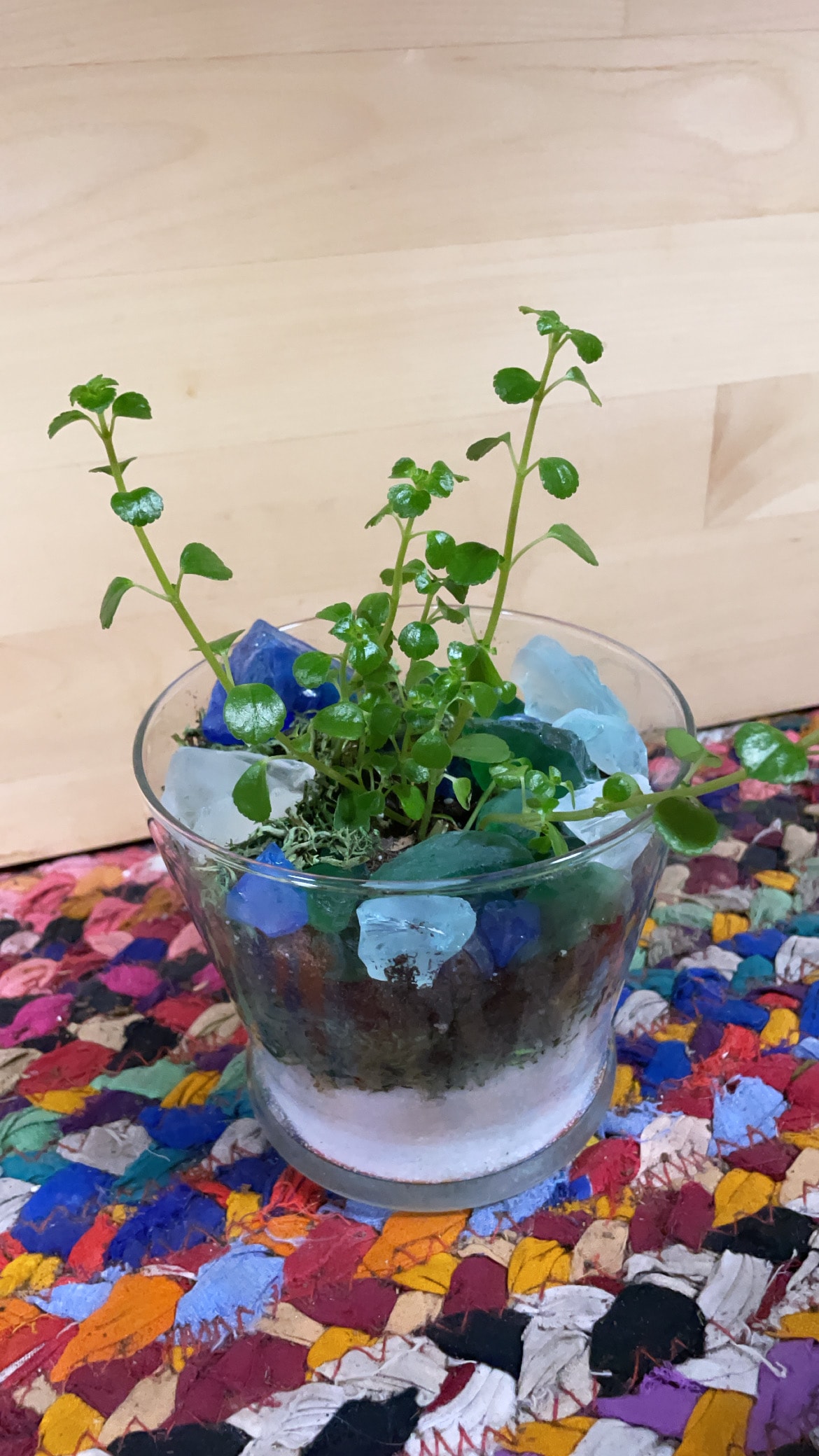 Terrarium workshop — glass bowl with green seedlings and colorful stones